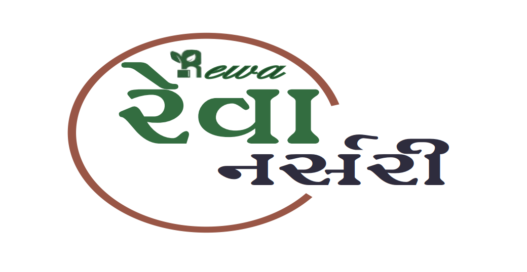 REWA NURSERY